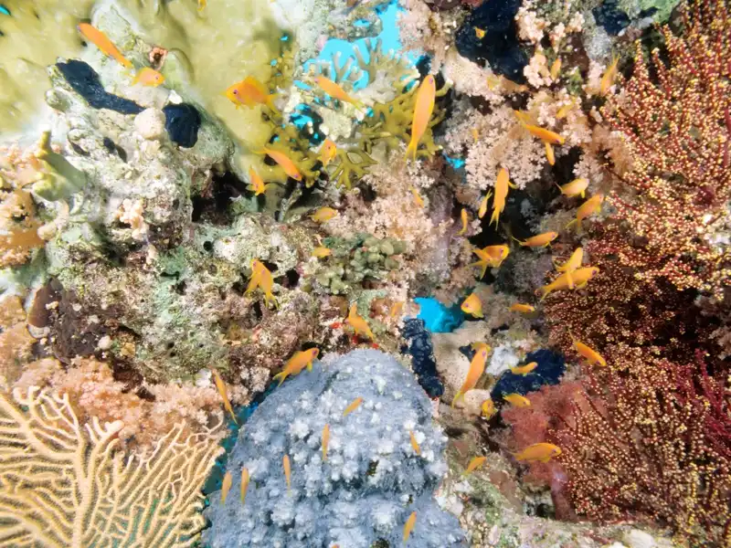 snorkeling port ghalib